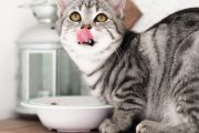 Cumpara mai istet mancare pentru cainele sau pisica ta